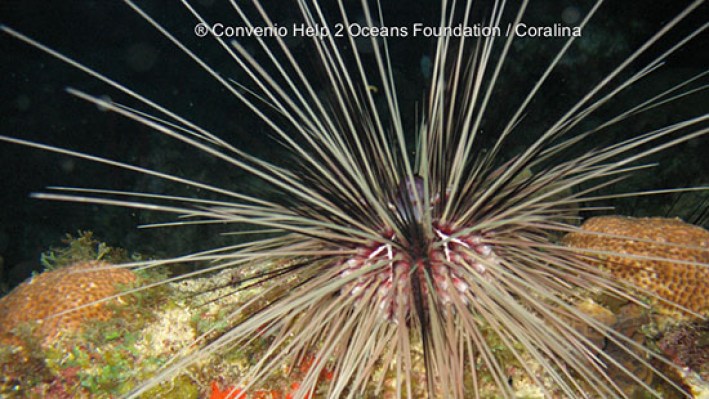 Sea Urchins (24)